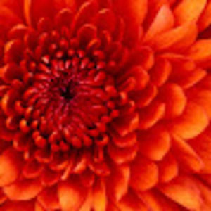 Meet your Posher, Helen